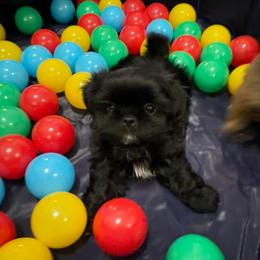 Wesley - Black and white male Shih Tzu puppy in Kettering, Ohio from The Ruff Life Tribe