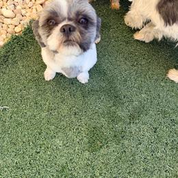 Shih Tzu puppies from Yorkie  And Shih Tzu Love