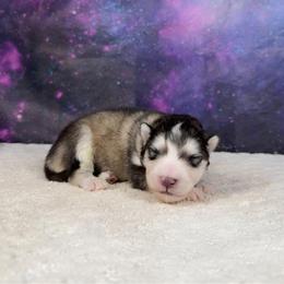 Enigma - Sable and white male Alaskan Malamute puppy in Spokane, Washington from Asgard Wooly Malamutes
