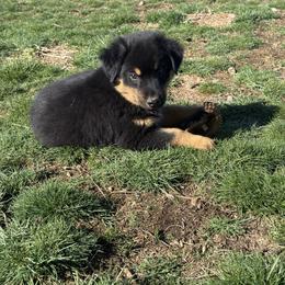 Basil - Black tri male Miniature Australian Shepherd puppy in Medical Lake, Washington from MAS Gone Rogue