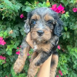 Maple - Blenheim female Cavapoo puppy in Gilbert, Arizona from Desert Willow Cavapoos