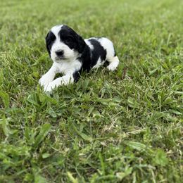 Myrtle - White and black English Springer Spaniel puppy in Lake Tomahawk, Ohio from StoneyBrook Setters