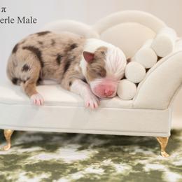 Pecan pie - Red merle male Miniature American Shepherd puppy in Groesbeck, Texas from Epic Miniature American Shepherds