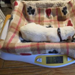 1 Purple - White female Siberian Husky puppy in Dane, Wisconsin from Sunny Hurricane Siberians