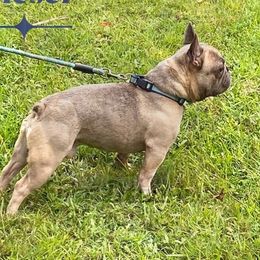 French Bulldogs from Ever Dream Frenchies