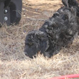 Goldendoodle and Yorkshire Terrier Puppies from Dirty Dogs Pups