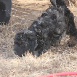 Goldendoodle and Yorkshire Terrier Puppies from Dirty Dogs Pups