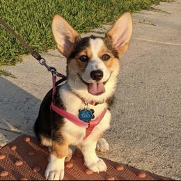 Pembroke Welsh Corgi Puppies from McCall Creek Corgis