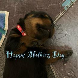 Red collar - Black and mahogany male Rottweiler puppy in Cleveland, Tennessee from Thomas Rotts