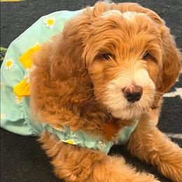 Dandelion - Apricot female Poodle puppy in Midlothian, Texas from Pristine Puppies & Signature Studs