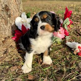 Tri Girl 2 - Tri-color female Cavalier King Charles Spaniel puppy in Raymondville, Missouri from Puppy PlayPen