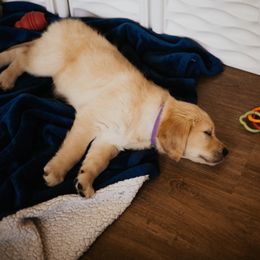 Golden Retriever Puppies from Rosemary Goldens