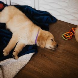 Golden Retriever Puppies from Rosemary Goldens