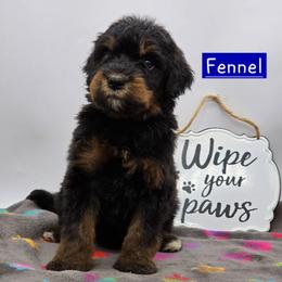 Fennel - Phantom male Bernedoodle puppy in Neillsville, Wisconsin from Granton Creek