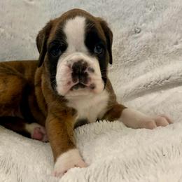 Danika - Yellow Collar - Brindle female Boxer puppy in Watervliet, New York from Shamrock's Boxers