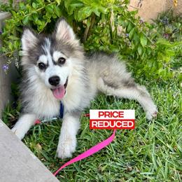 Sweetie - Black and white female Pomsky puppy in La Verne, California from Red Cedar Pomskies