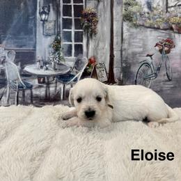 Eloise - Light golden female Golden Retriever puppy in Conroe, Texas from Tails of Cypress