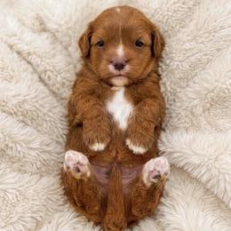 Mocha - Red female Cavapoo puppy in Salt Lake City, Utah from SunnySide Mini Doodles