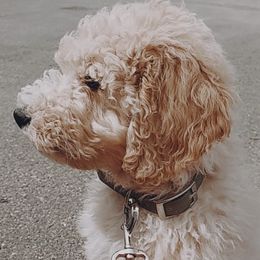 Goldendoodles from Deerbrook Goldendoodles