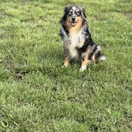Miniature Australian Shepherds and Toy Australian Shepherds from Natural State Aussies