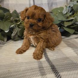 Boy 1 - Red male Cavapoo puppy in Copan, Oklahoma from Tatums cavapoos