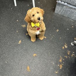 Goldendoodle All Grown Up from Alyssa Xxweetdoodles
