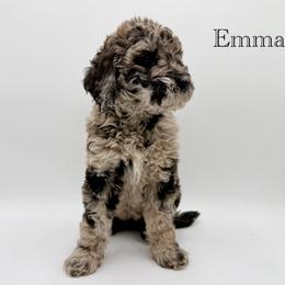 Emma - Merle female Goldendoodle puppy in Milford, Pennsylvania from Doodles Are Golden