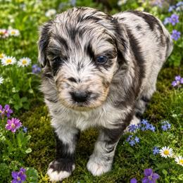 Merle girl black front leg - Blue merle female Aussiedoodle puppy in Sandwich, Massachusetts from Cape Cod Aussies / Cape Cod Poodles and Doodles