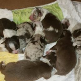 Australian Shepherds from Southern Star Aussies & Doodles