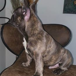 French Bulldogs from BandoBullies