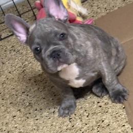 Champ - Brindle male French Bulldog puppy in Dickinson, Texas from D & A House of Frenchys