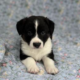 Knox - Black and white male Cardigan Welsh Corgi puppy in Hope, Arkansas from Foxy Knoll Farm