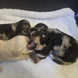 Rumour - Black and cream female Dachshund puppy in Ovett, Mississippi from Anytime Dachshunds by D.B.
