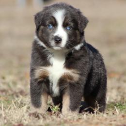 Sapphire - Dilute blue female Australian Shepherd puppy in Quapaw, Oklahoma from Rocky Hill Aussies