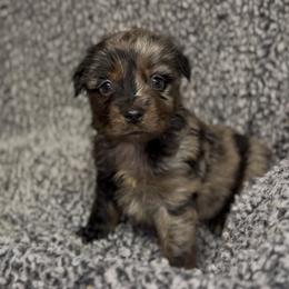 Puddin' - Blue merle male Miniature Australian Shepherd puppy in Michie, Tennessee from Acton Aussies