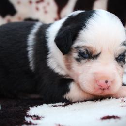 Heritage - Blue merle female Miniature Australian Shepherd puppy in Ixonia, Wisconsin from Hunt N Oaks