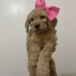 Bernedoodle and Goldendoodle Puppies from Lyon and Luna Goldendoodles Bernedoodles