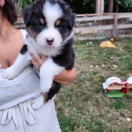 Australian Shepherd and Golden Retriever Puppies from Barking Creek Ranch