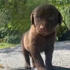 Chesapeake Bay Retrievers and English Cocker Spaniels from Schillings Gun Dogs