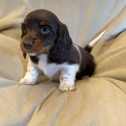Girl 1 LIMITED AKC - Piebald female Dachshund puppy in Aurora, Missouri from Baker Farms
