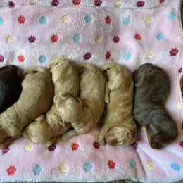 Australian Labradoodle and Double Doodle Puppies from Little Kingdom Doodles