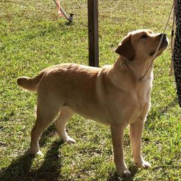 Belgian Malinois and Labrador Retrievers from Clarisma K9’s