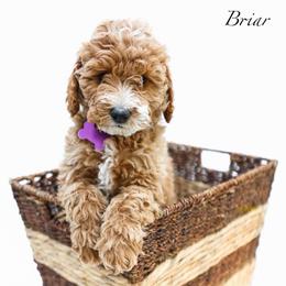 Briar - Red  female Goldendoodle puppy in Boise, Idaho from Goldendoodle Baby