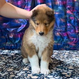 Hoss - Sable male Collie puppy in Dickson, Tennessee from Ceilidh Collies