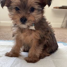 Yorkshire Terrier Puppies from Central Valley Yorkies