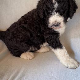 Winston - Black and white male Bernedoodle puppy in Grant City, Missouri from Timberline Paws