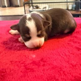 Christoff - Chocolate male Chihuahua puppy in Seneca, Missouri from Stephanie’s Puppy Colony