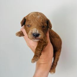 Russell - Apricot male Goldendoodle puppy in Auburn, Indiana from Martin’s Doodles