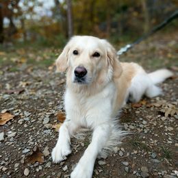 Golden Retrievers from Wonder Goldens