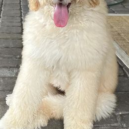 Goldendoodles from Pennies from Heaven Doodles